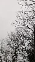 aesthetic deciduous tree photo