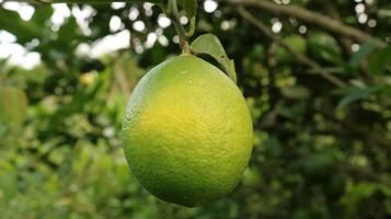 Detail Image of Orange Fruits photo
