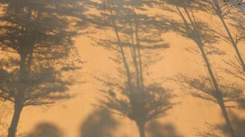 Aesthetic Trees Shadow Image photo