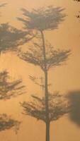 Aesthetic Tree Shadow Image photo
