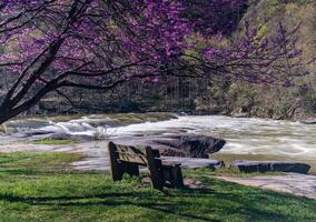 Bench overlook of Valley Falls State Park near Fairmont in West Virginia on a colorful and bright spring day with redbud blossoms on the trees photo