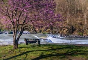 Bench overlook of Valley Falls State Park near Fairmont in West Virginia on a colorful and bright spring day with redbud blossoms on the trees photo