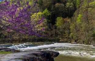Valley Falls State Park near Fairmont in West Virginia on a colorful and bright spring day with redbud blossoms on the trees photo