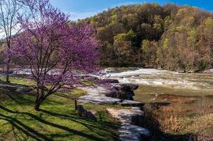 Valley Falls State Park near Fairmont in West Virginia on a colorful and bright spring day with redbud blossoms on the trees photo