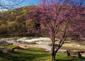 Valley Falls State Park near Fairmont in West Virginia on a colorful and bright spring day with redbud blossoms on the trees photo