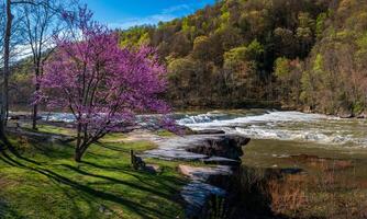 Valley Falls State Park near Fairmont in West Virginia on a colorful and bright spring day with redbud blossoms on the trees photo