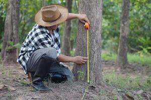 Asian man botanist is using measuring tape to measure trunk of tree in forest to analysis and research about growth of tree. Concept, forest valuation. Conservation of environment. photo