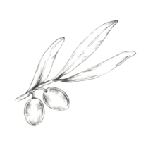 Olive branch with two large olives and slender leaves. Isolated Pencil drawing clipart for use in organic product packaging, especially for olive-based oils, skincare, or handmade soaps png