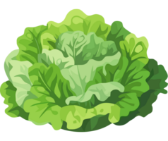 A green lettuce on a black background png