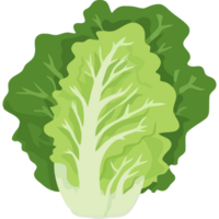A green leafy vegetable is shown on a white background png