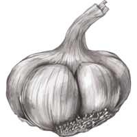 A drawing of a garlic bulb on a black background png