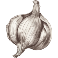 A garlic bulb on a black background png