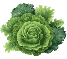 A green cabbage is shown on a black background png
