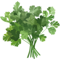 Bunch of parsley on a black background png