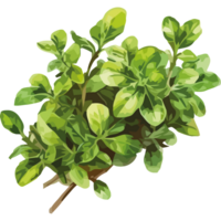 Green leaves on a black background png