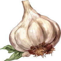 A garlic bulb with leaves on it png