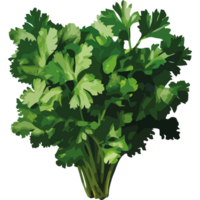 A bunch of parsley is shown on a black background png