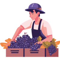 A man is picking grapes from crates png