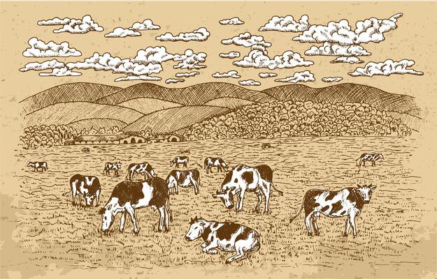 Cows feeding on the grassland, with texture background and wite clouds