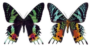 Green red colorful butterfly Urania ripheus Sunset Moth unusual form back side isolated on transparent, close-up, macro. Design element. Lepidoptera, collection butterflies, insects. photo