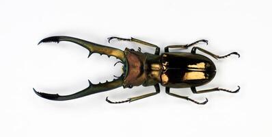 Giant stag beetle with long horns Cyclommatus metallifer isolated on white close-up macro, Lucanidae, lucanus, collection beetles, insects, entomology photo