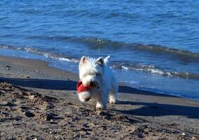 Westie, white small fluffy West Highland White Terrier dog in red scarf walks along the shore of Mediterranean Sea, swims in it and enjoys rest photo