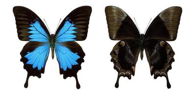 Blue butterfly swallowtail Papilio ulysses isolated on transparent, close-up, macro. Design element. Lepidoptera, collection butterflies, insects photo