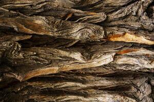 Bark of old big oak tree texture in black and white. Abstract background and texture for design. photo