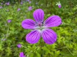 macro photo of marsh geranium in the park