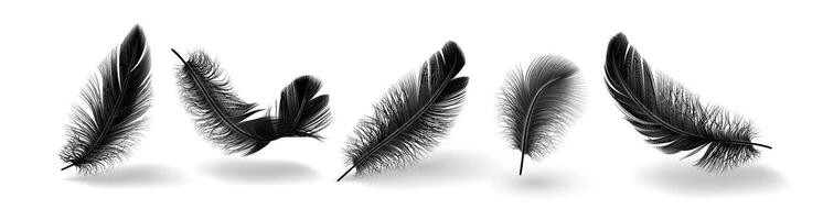 Bird feather shapes group realistic illustration set. Flying plumage with messy texture. Fluffy black quills 3d elements on white background vector