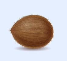 Coconut with brown fiber on shell realistic illustration. Tropical palm fruit. Whole exotic nut 3d object on light background vector