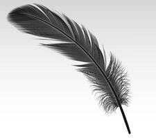 Single black feather realistic illustration on white background. Dark crow quill 3d design element. Soft bird plumage part image vector