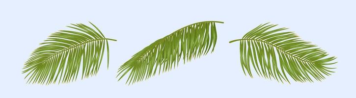 Fresh palm tree leaves realistic illustration set. Tropical nature elements. Exotic flora exploration 3d objects on light background vector