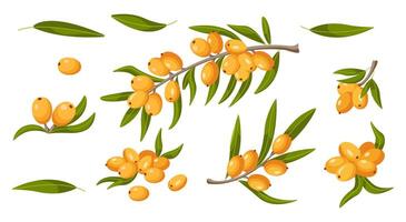 Ripe berries and leaves on branches of sea buckthorn plant 2D cartoon objects set. Natural ingredients flat line icons on white background vector