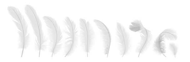 Gentle feathers line realistic illustration set. Birds quills with tender texture. Fluffy plumage from angel wings 3d elements on white vector