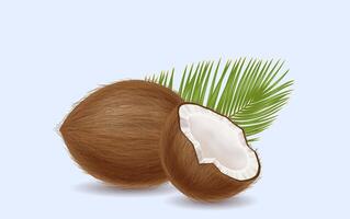 Coconuts with palm tree leaf illustration. Sweet exotic fruits. Tropical nuts with fresh foliage 3d object on light background vector
