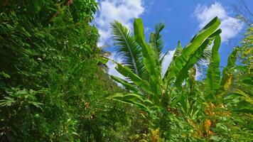 Lush Tropical Jungle with Palm Trees video