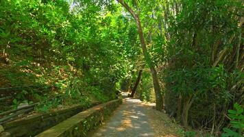 Serene Pathway in Lush Greenery video