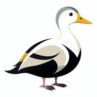 Eider bird learns kawaii vector