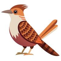 Eurasian Wryneck bird learns kawaii vector