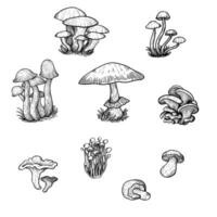 mushroom hand drawing for illustration, icon, template, art, etc vector