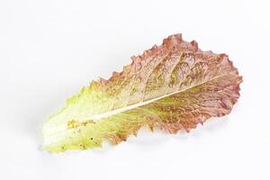 Green lettuce salad leaf isolated photo