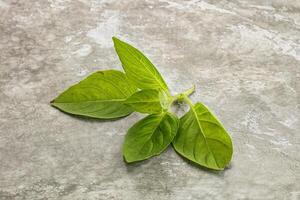 Raw green basil leaves seasoning photo