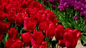 Red tulips field Tulip fields at sunset in the Netherlands video
