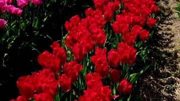 Red tulips field Tulip fields at sunset in the Netherlands video