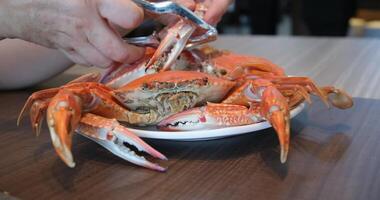 boiled crab. red and white crab claws and legs. floating crab lies on the legs of a king crab video