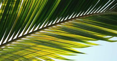 Panning close-up shot of the setting sun shining through the palm tree leaves of a tropical beach video