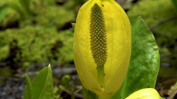 Western Skunk Cabbage Lysichiton americanus in a red alder grove, Olympic National Park, Washington, USA video