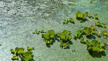 Floating aquatic plants Pistia stratiotes among duckweed and Wolffia in a stagnant pond video