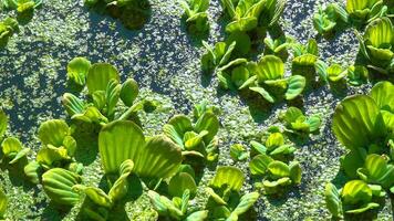 Floating aquatic plants Pistia stratiotes among duckweed and Wolffia in a stagnant pond video